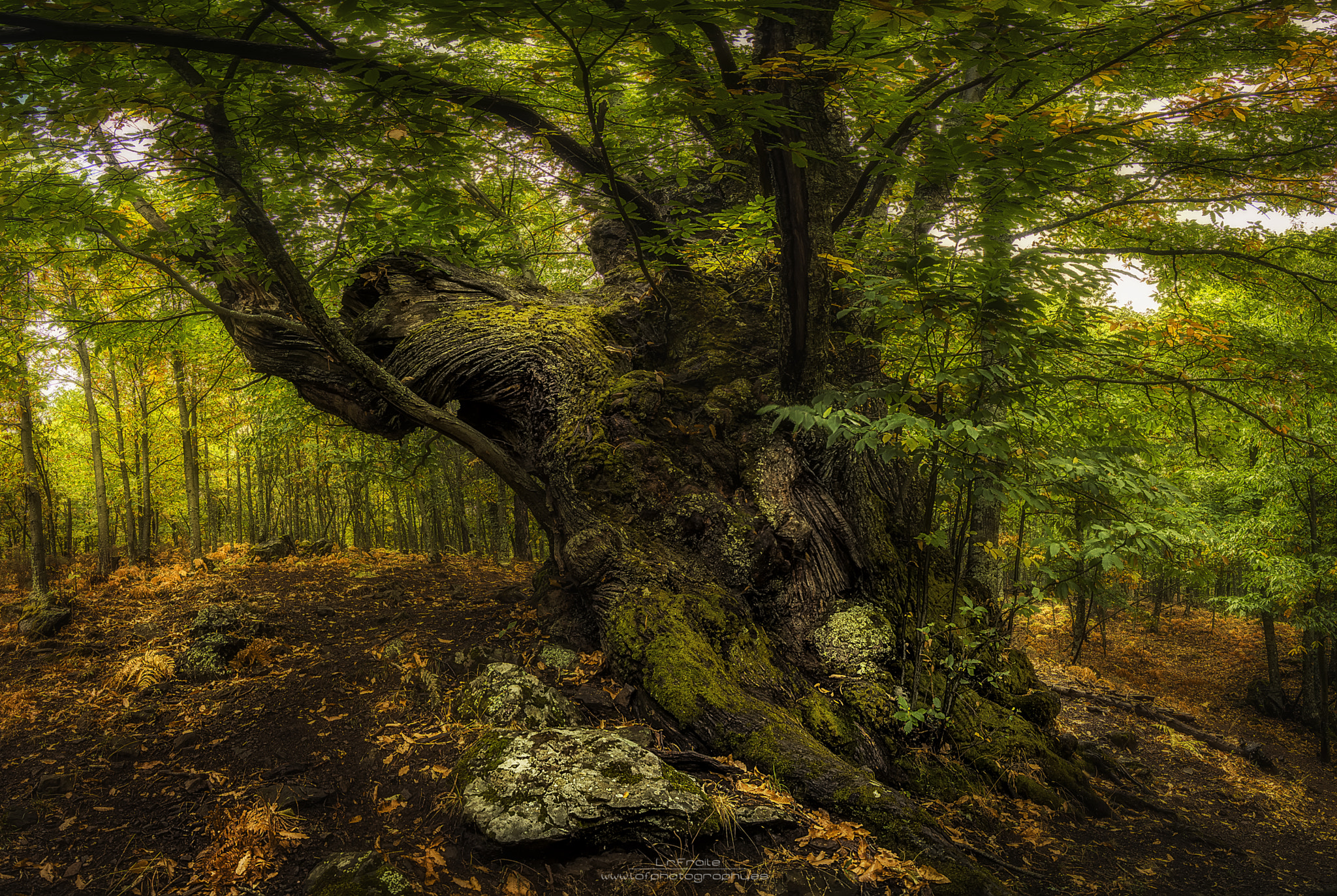 Sony SLT-A77 + 20mm F2.8 sample photo. Barbol photography