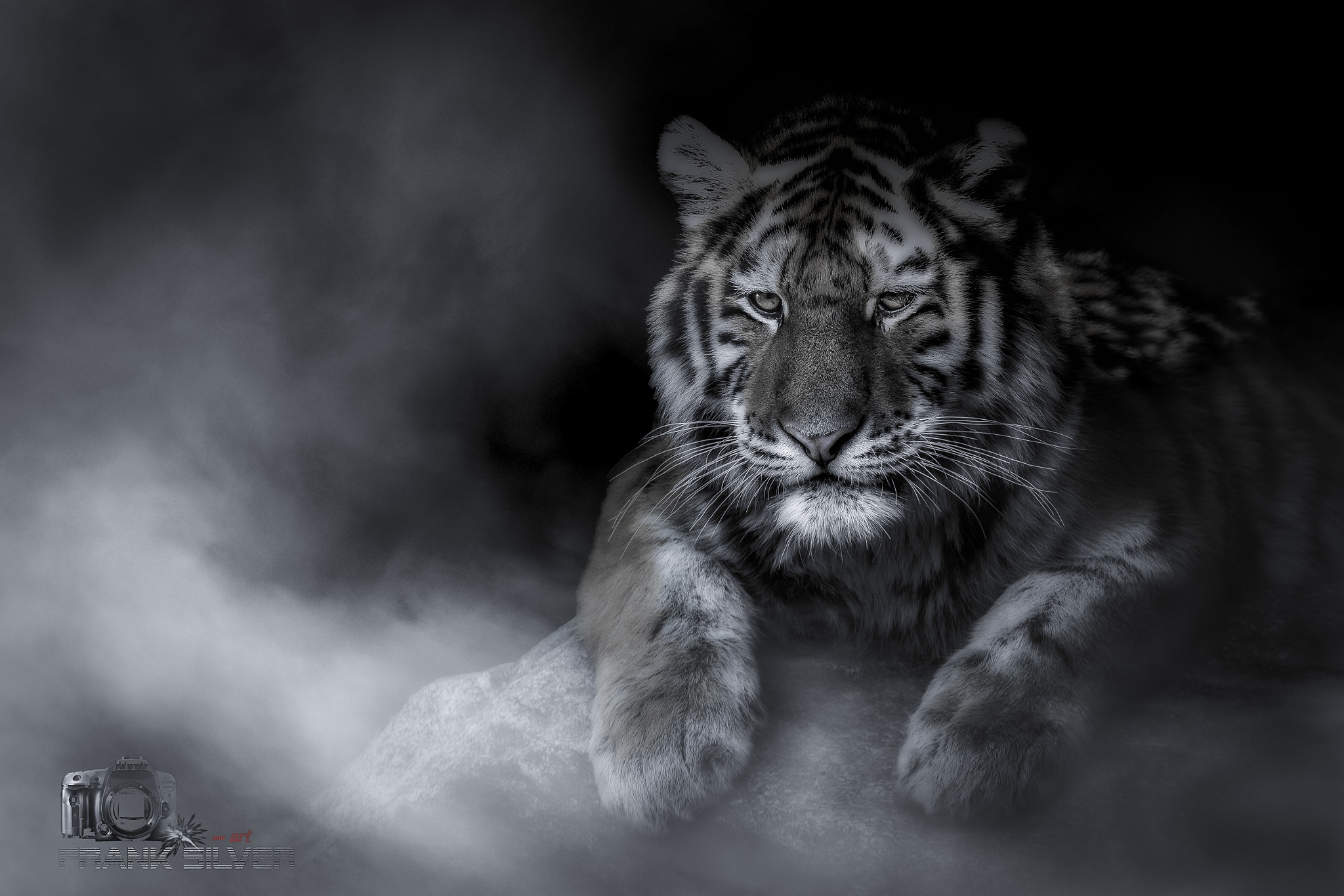 Canon EOS 7D Mark II + Sigma 70-200mm F2.8 EX DG OS HSM sample photo. Dreaming tiger photography