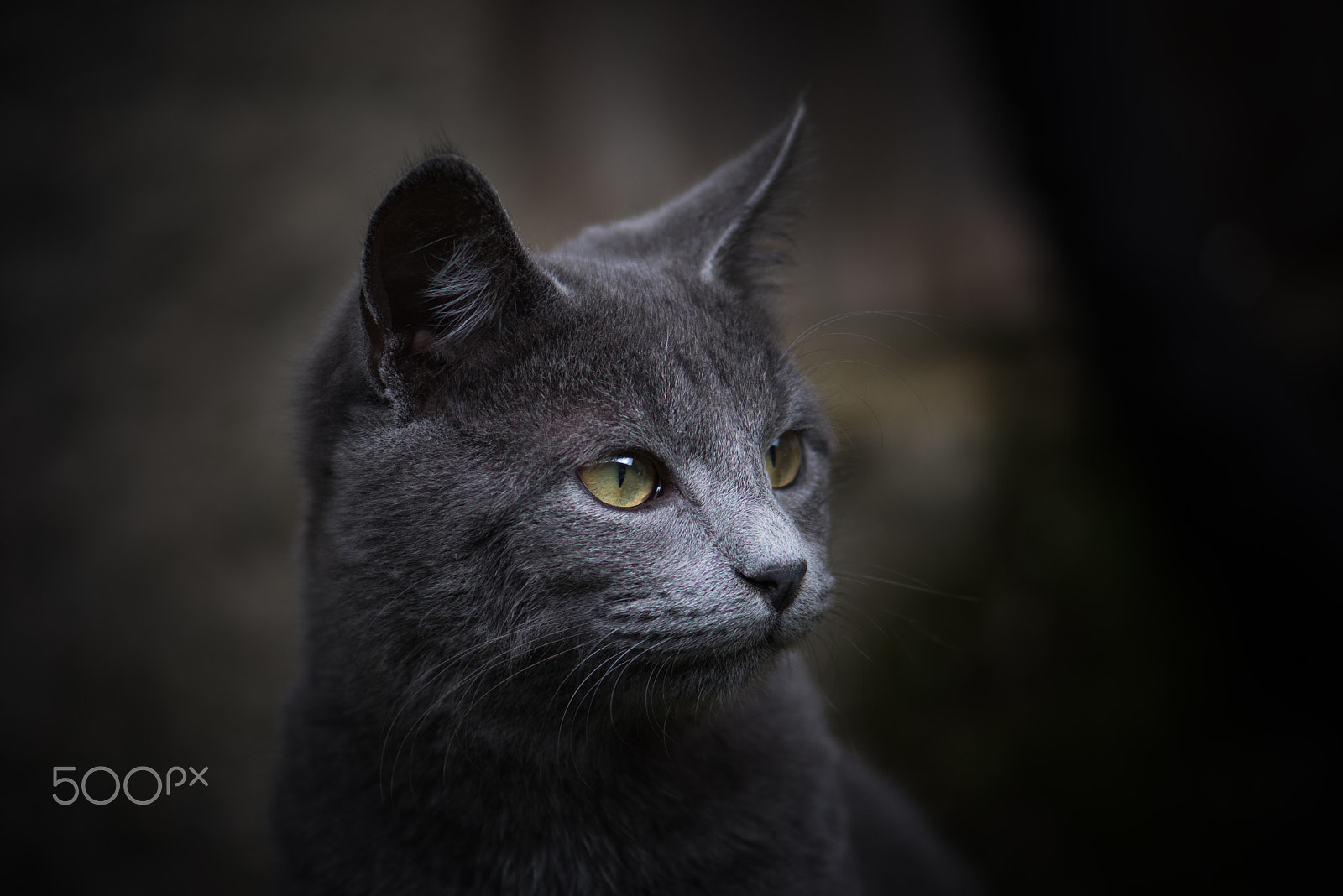 Nikon AF-S Micro-Nikkor 105mm F2.8G IF-ED VR sample photo. Cat photography