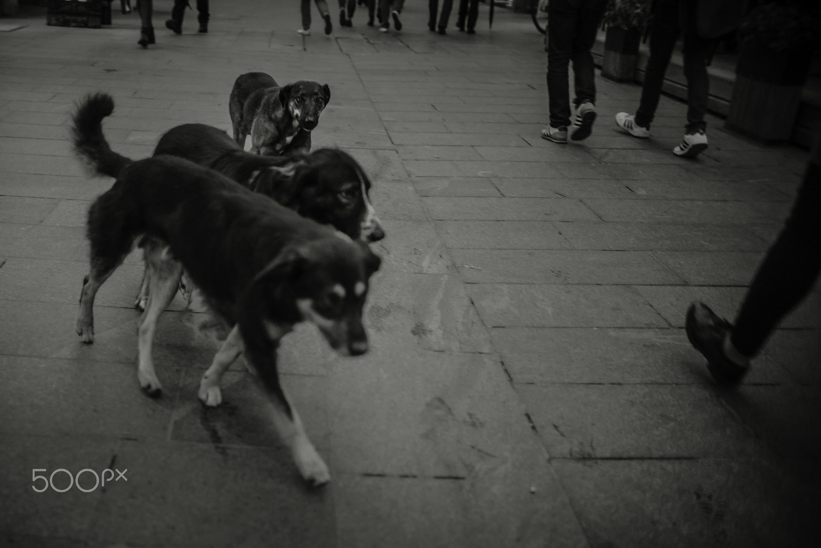 Nikon D750 + AF-S DX Zoom-Nikkor 18-55mm f/3.5-5.6G ED sample photo. Street dog contact photography