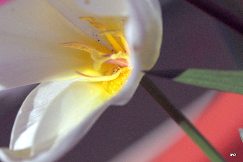 Canon EF 100mm F2.8L Macro IS USM sample photo. Amarilla photography