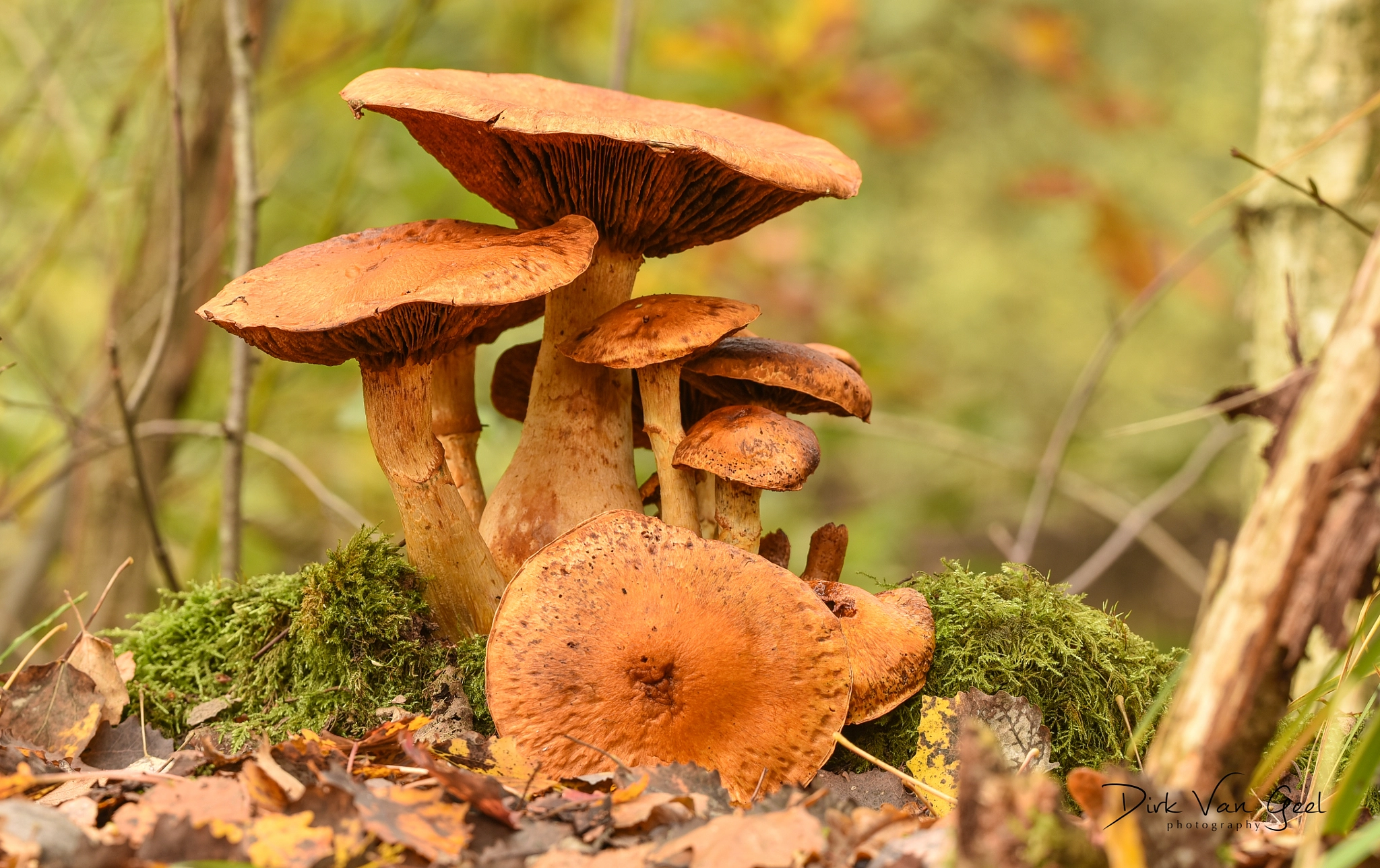 Nikon D750 + Sigma 150mm F2.8 EX DG OS Macro HSM sample photo. Mushroom family photography