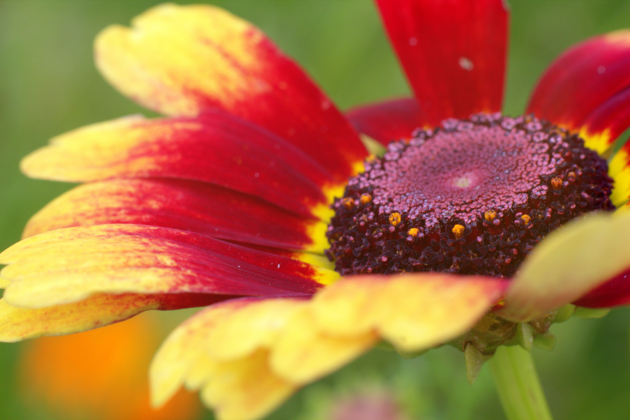 Canon EOS M + Canon EF 50mm F1.8 STM sample photo. Red and gold  photography