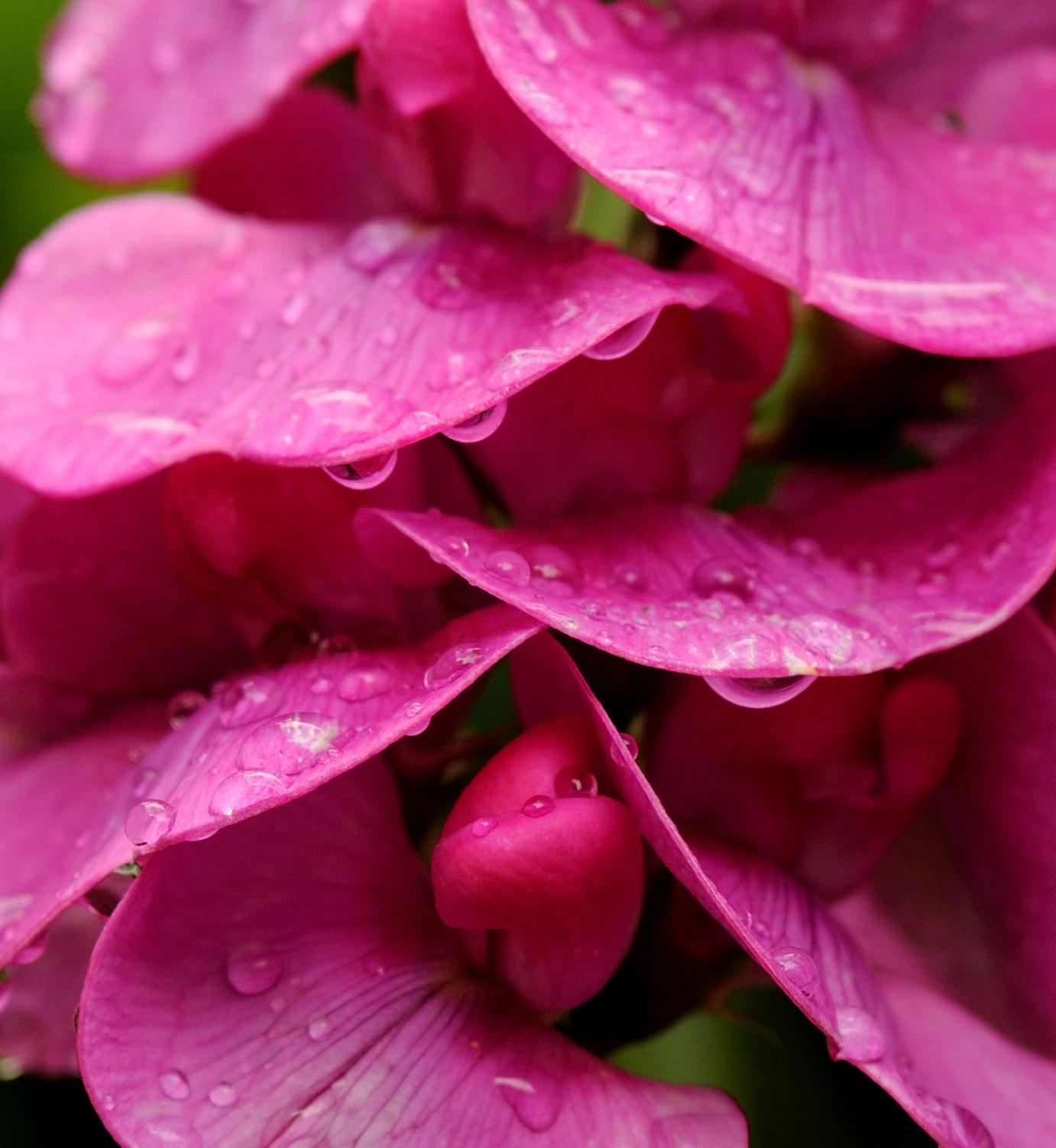 Nikon D300S + AF Micro-Nikkor 105mm f/2.8 sample photo. Sweet pea photography