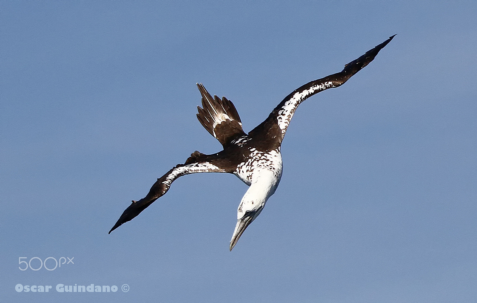 Sigma 150-600mm F5-6.3 DG OS HSM | C sample photo. En picado!/ in chop! photography
