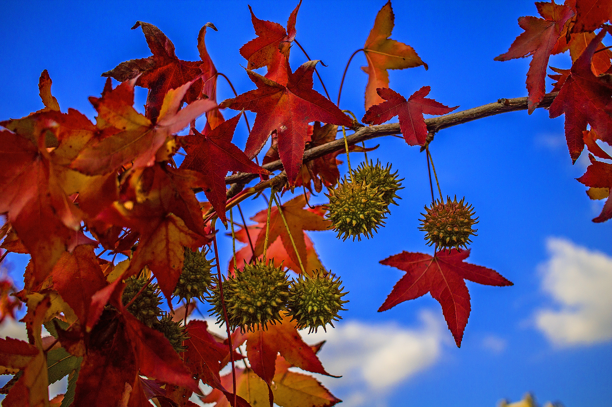 Canon EF-S 24mm F2.8 STM sample photo. Foglie d'autunno.... photography