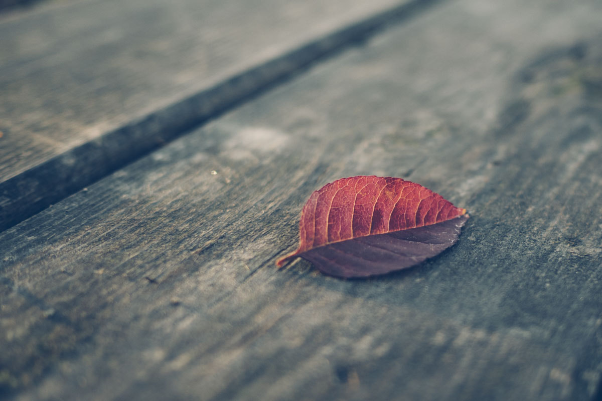 Olympus OM-D E-M5 II + Olympus M.Zuiko Digital 17mm F1.8 sample photo. The lone leaf photography