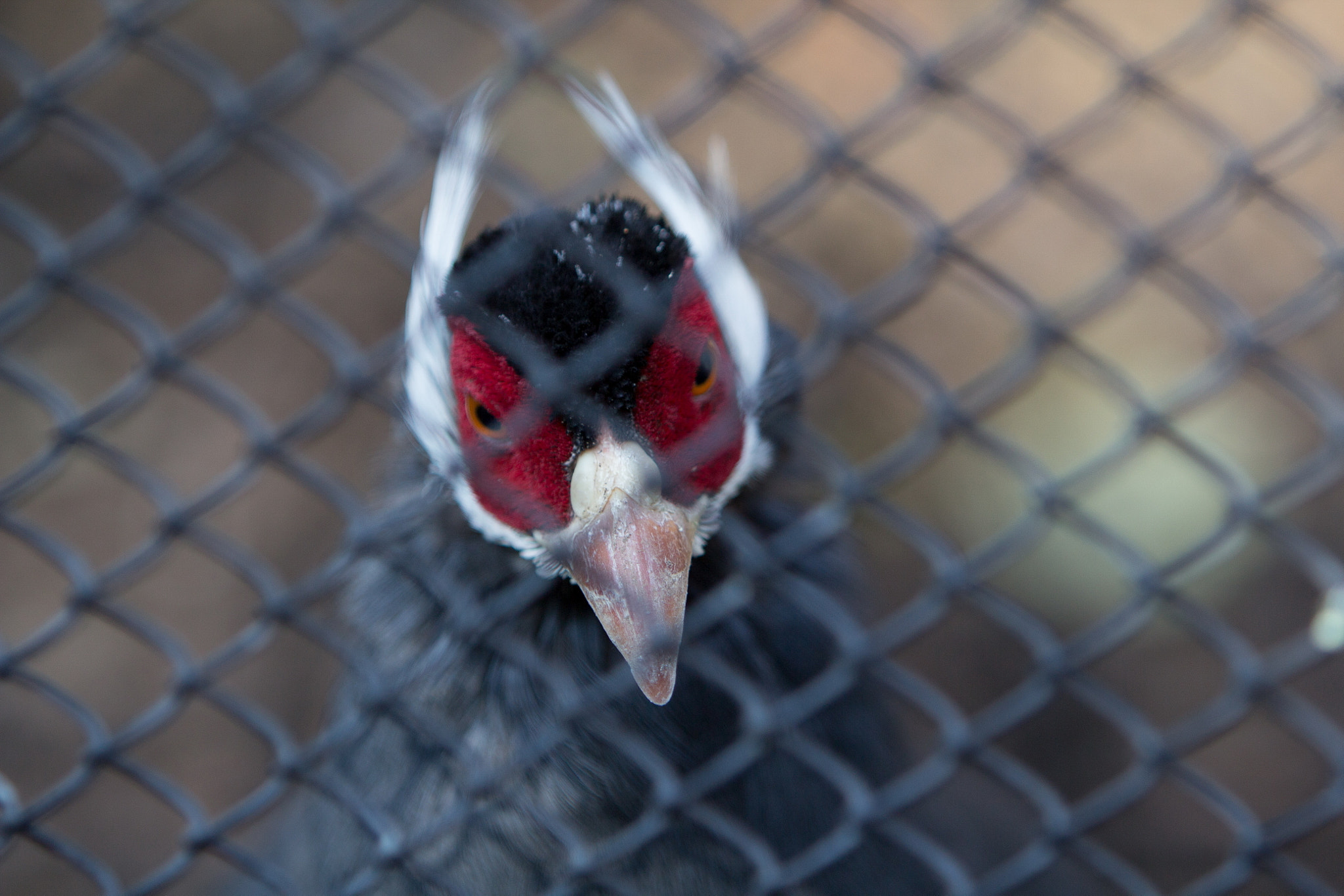 Canon EF 70-200mm F2.8L IS USM sample photo. Wrobel photography