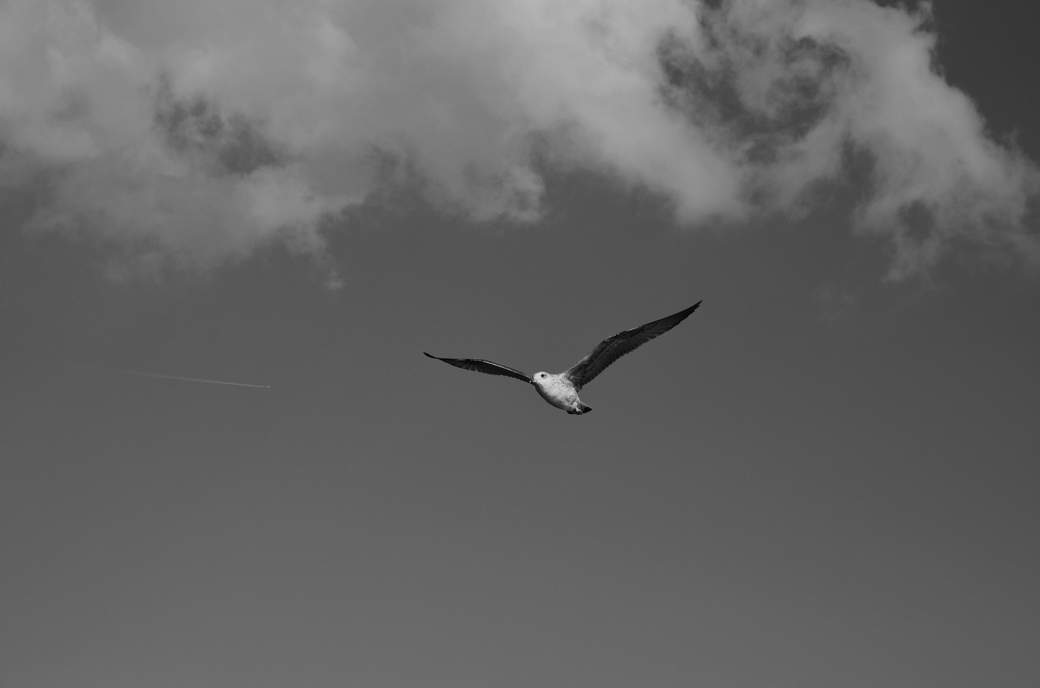 Nikon D5100 + Sigma 17-70mm F2.8-4 DC Macro OS HSM sample photo. Alone flying seagull photography