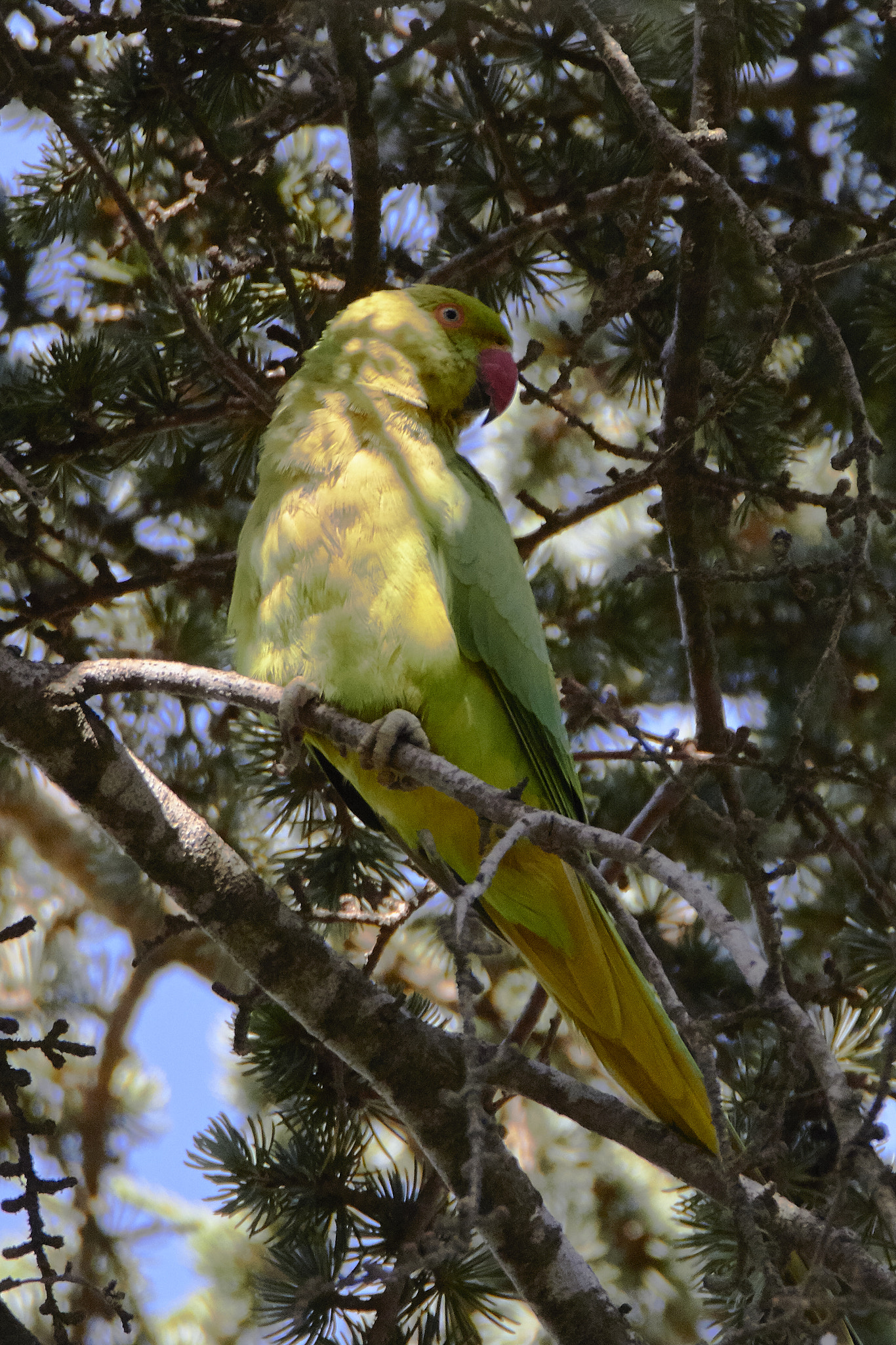 Tamron SP 150-600mm F5-6.3 Di VC USD sample photo. Parrocchetto photography