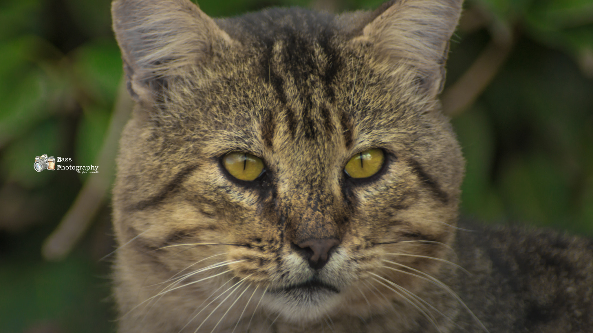 Sony SLT-A55 (SLT-A55V) + Sony 75-300mm F4.5-5.6 sample photo. Portrait of a cat photography