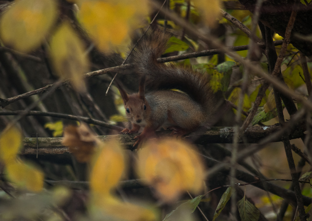 Nikon D80 + AF Nikkor 70-210mm f/4-5.6 sample photo. Белка photography