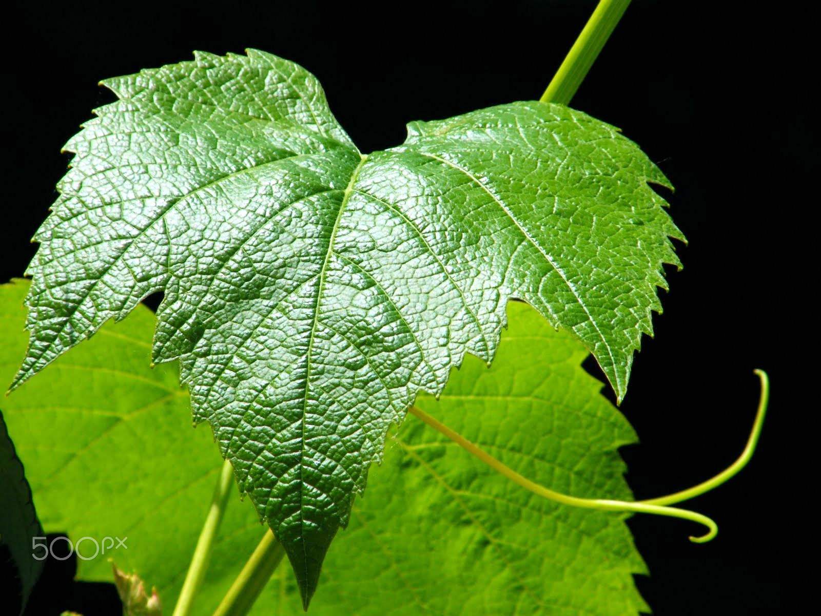 Fujifilm FinePix S8000fd sample photo. Vine leaf photography