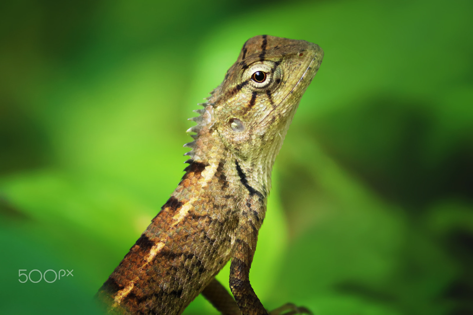 Canon EF-S 55-250mm F4-5.6 IS II sample photo. Chameleon photography