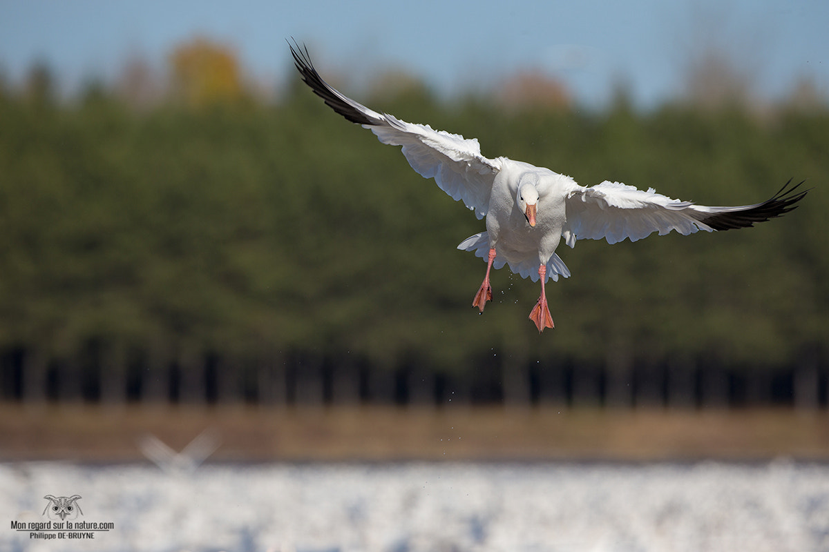 Canon EOS-1D X + Canon EF 500mm F4L IS USM sample photo. Snow goose #2 photography