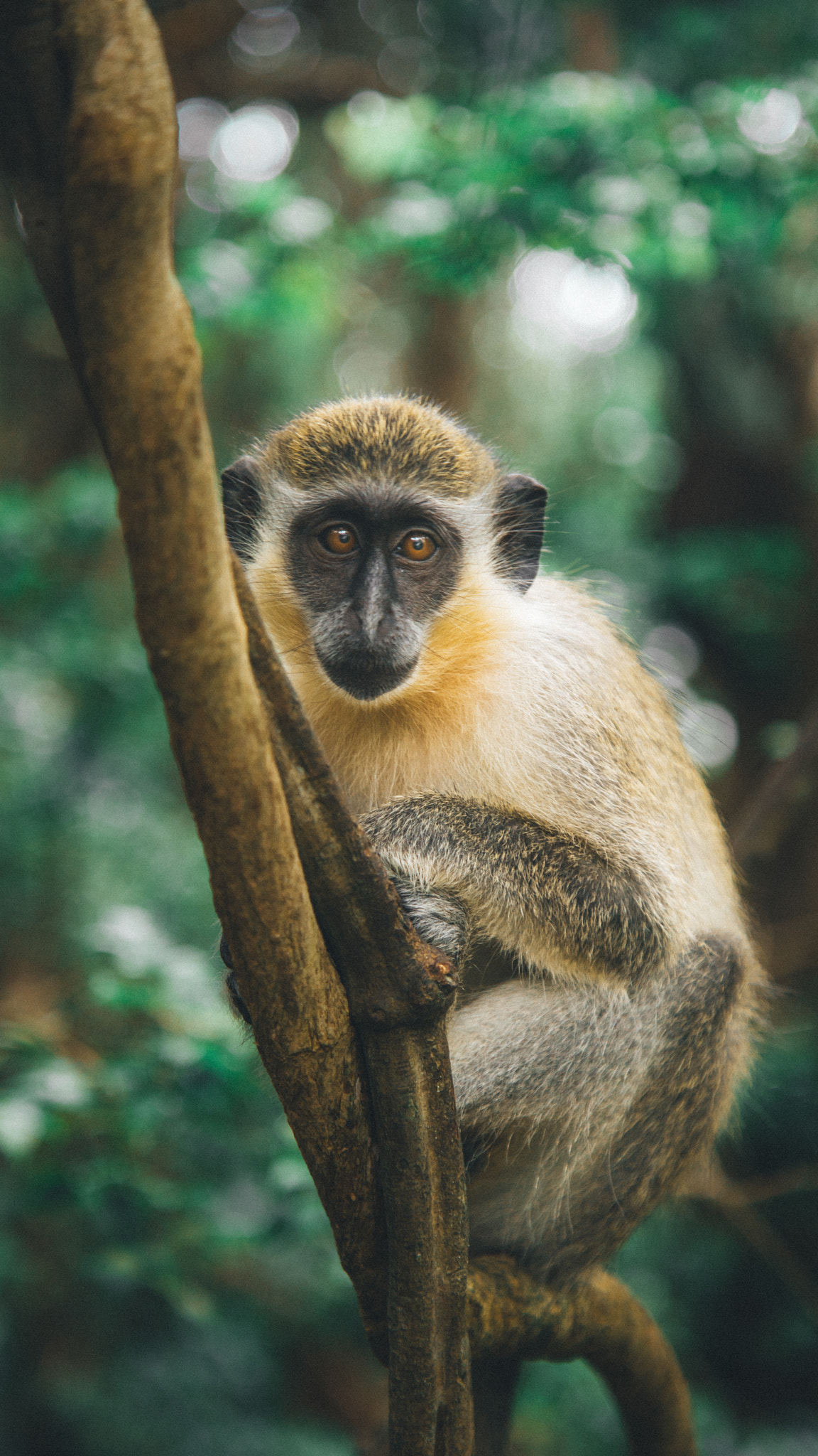 Sony a7R II + Canon EF 24-105mm F4L IS USM sample photo. One of a kind photography