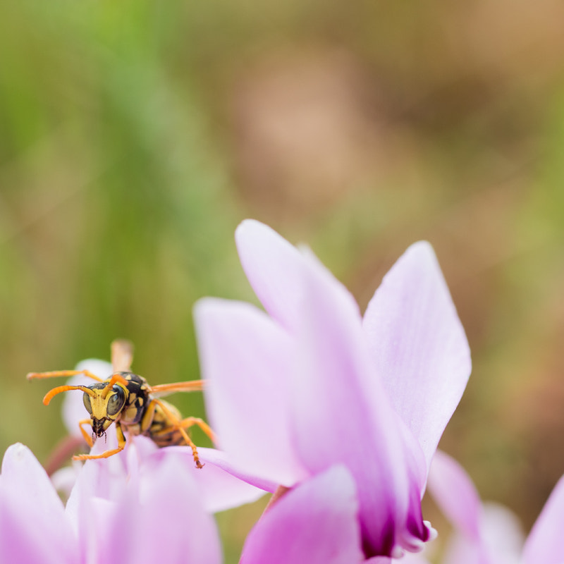 Olympus OM-D E-M5 II + OLYMPUS 50mm Lens sample photo. Wasp photography