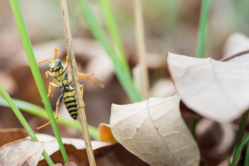 Olympus OM-D E-M5 II sample photo. Wasp photography