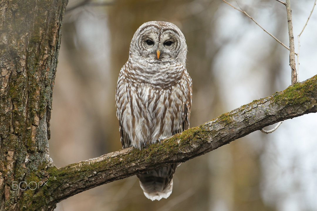 Canon EOS-1D Mark IV + Canon EF 500mm F4L IS USM sample photo. Barred owl / chouette rayée photography