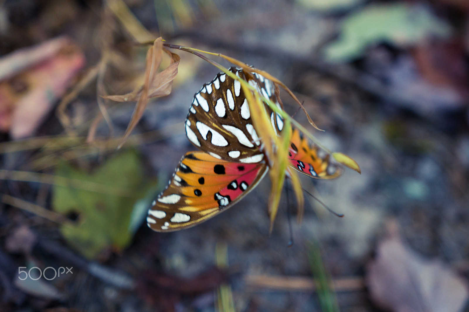 Sony a6300 sample photo. Upside down photography