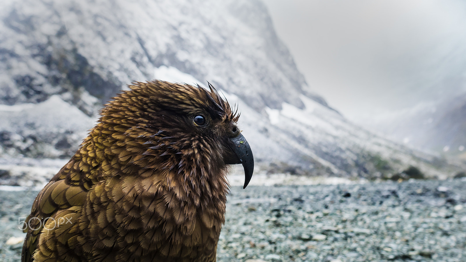 Panasonic Lumix DMC-GH4 sample photo. Kea photography