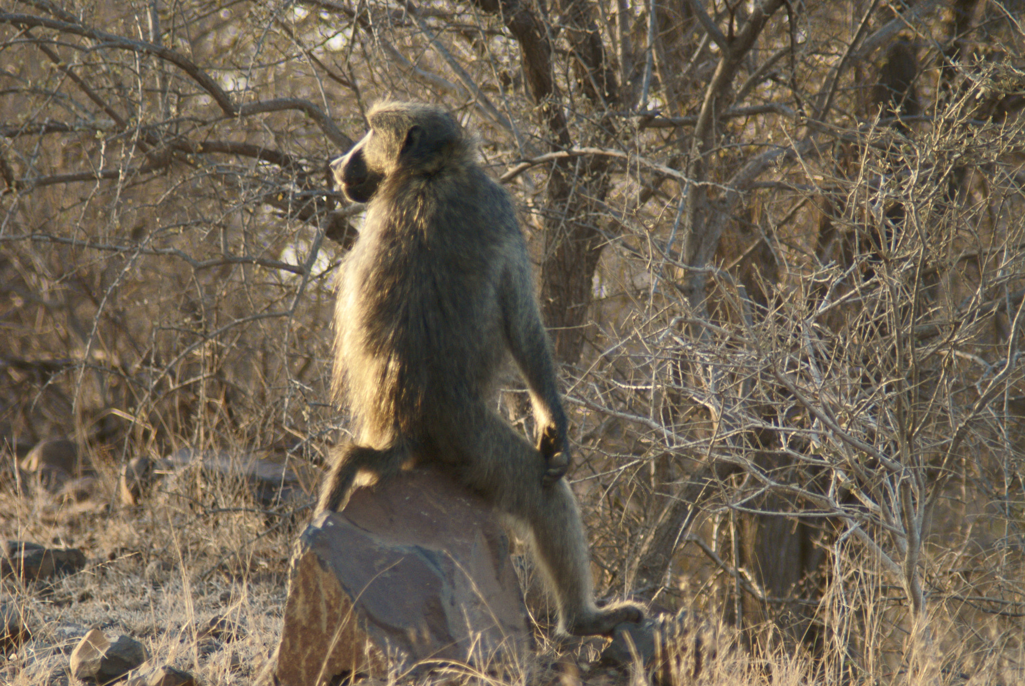 Sony Alpha DSLR-A100 sample photo. Waiting baboon photography