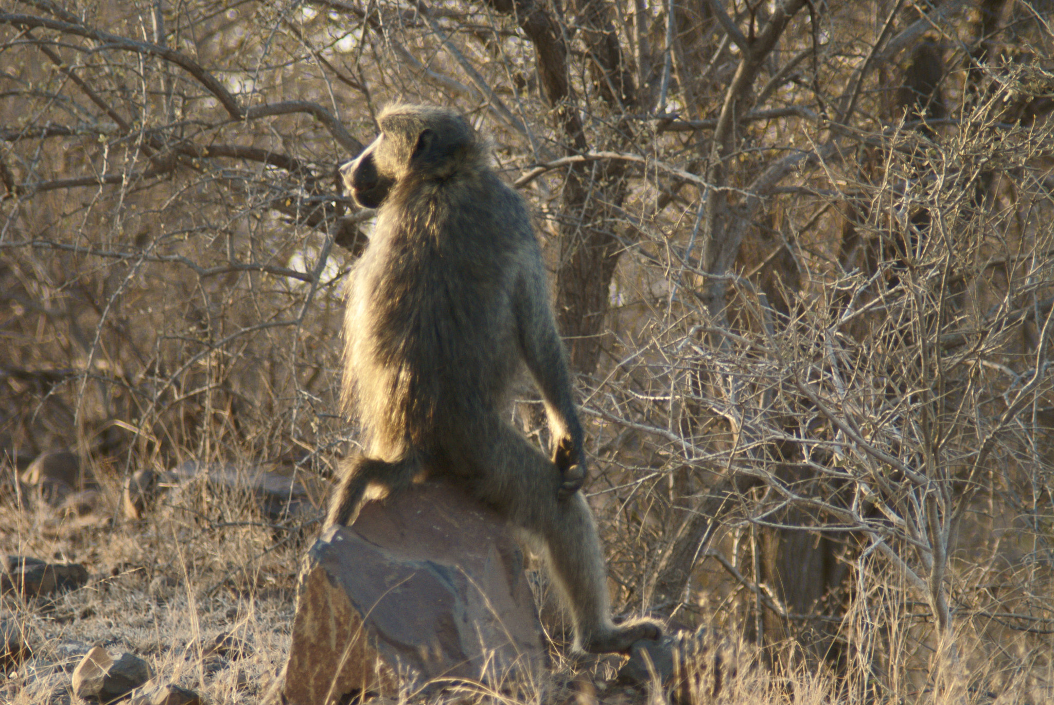 Tamron 200-400mm F5.6 LD sample photo. Waiting baboon photography