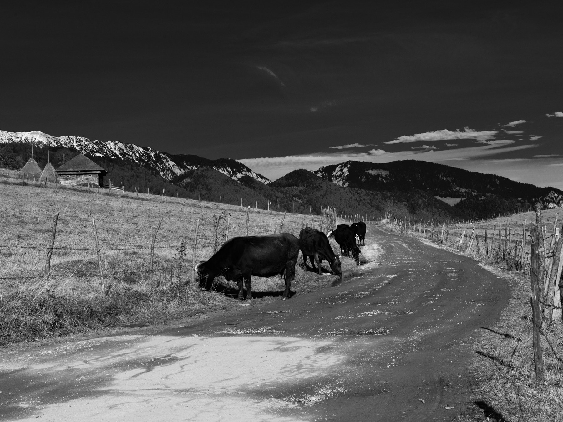 Pentax 645D + smc PENTAX-FA 645 80-160mm F4.5 sample photo. Cows on mounain road photography