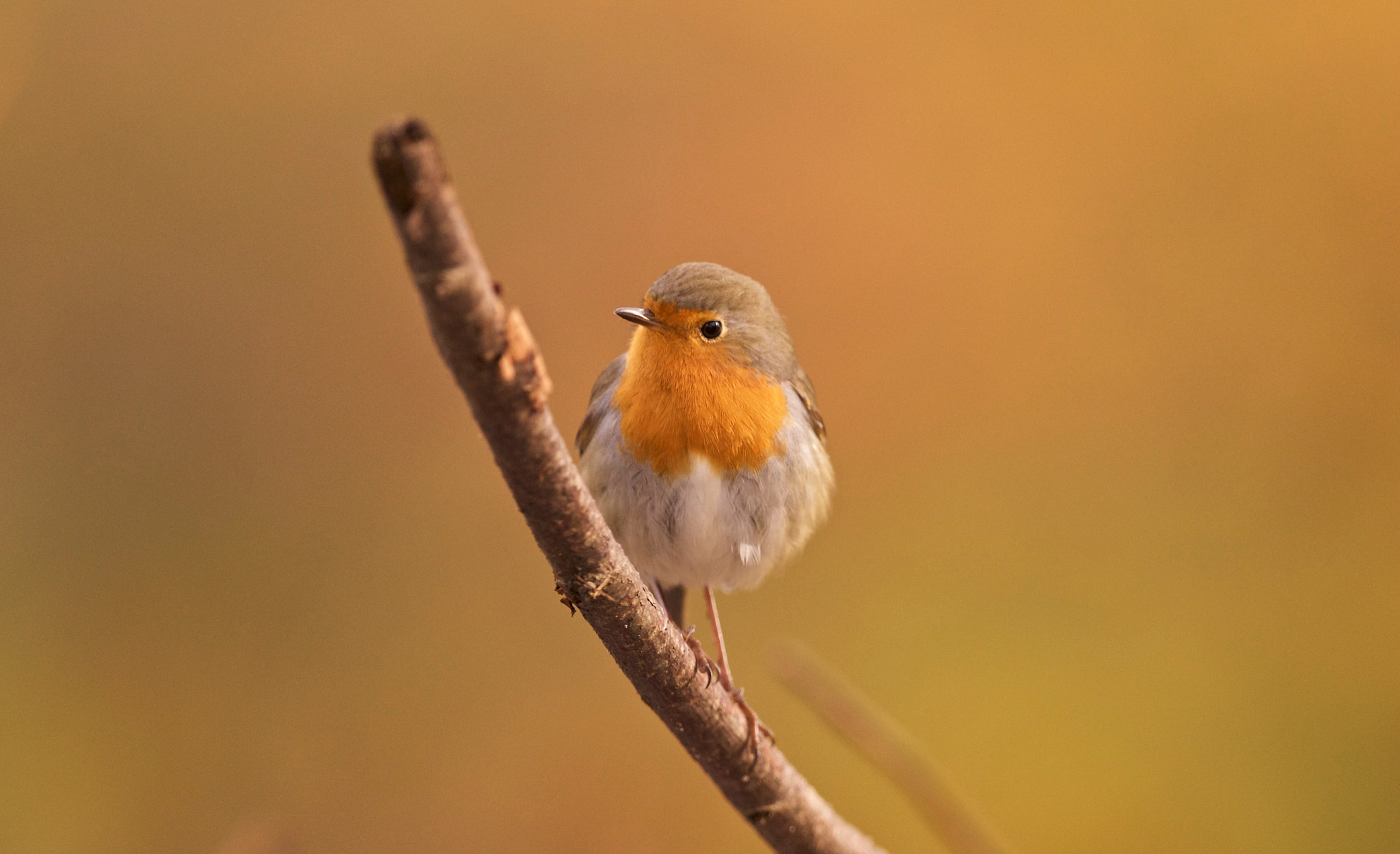 Canon EF 300mm F2.8L IS II USM sample photo. So sweet photography
