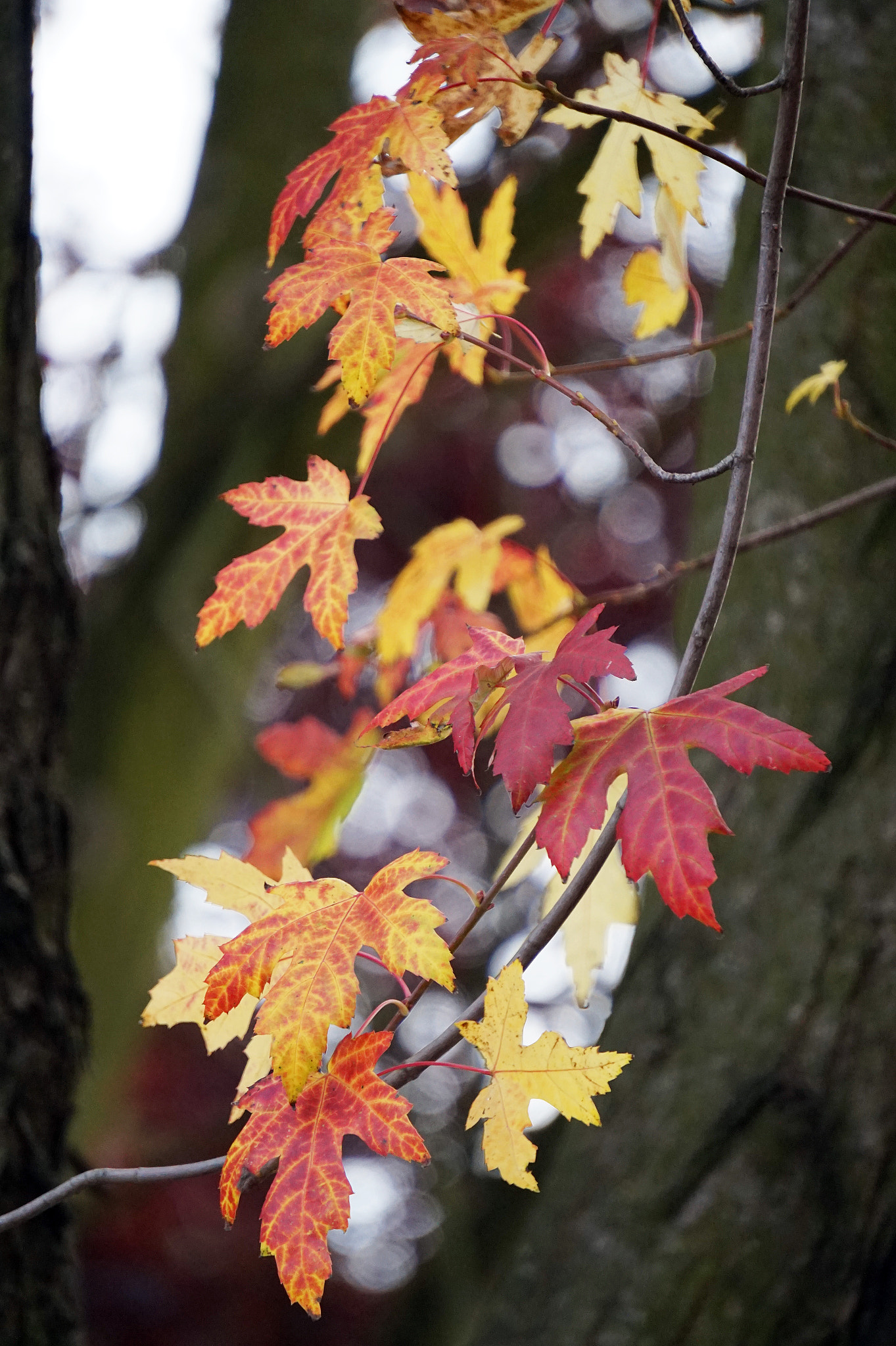 Sony E 55-210mm F4.5-6.3 OSS sample photo. Fall leaves photography