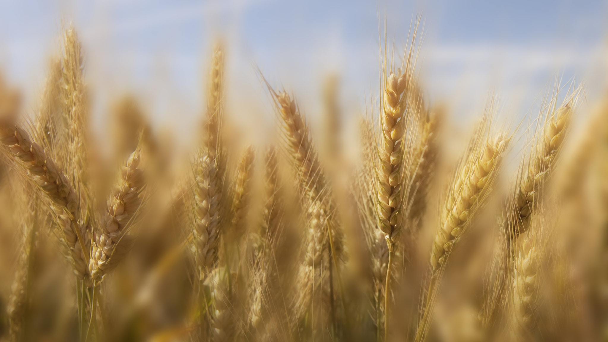 Tokina AT-X Pro 12-24mm F4 (IF) DX sample photo. Ripening cornfield photography