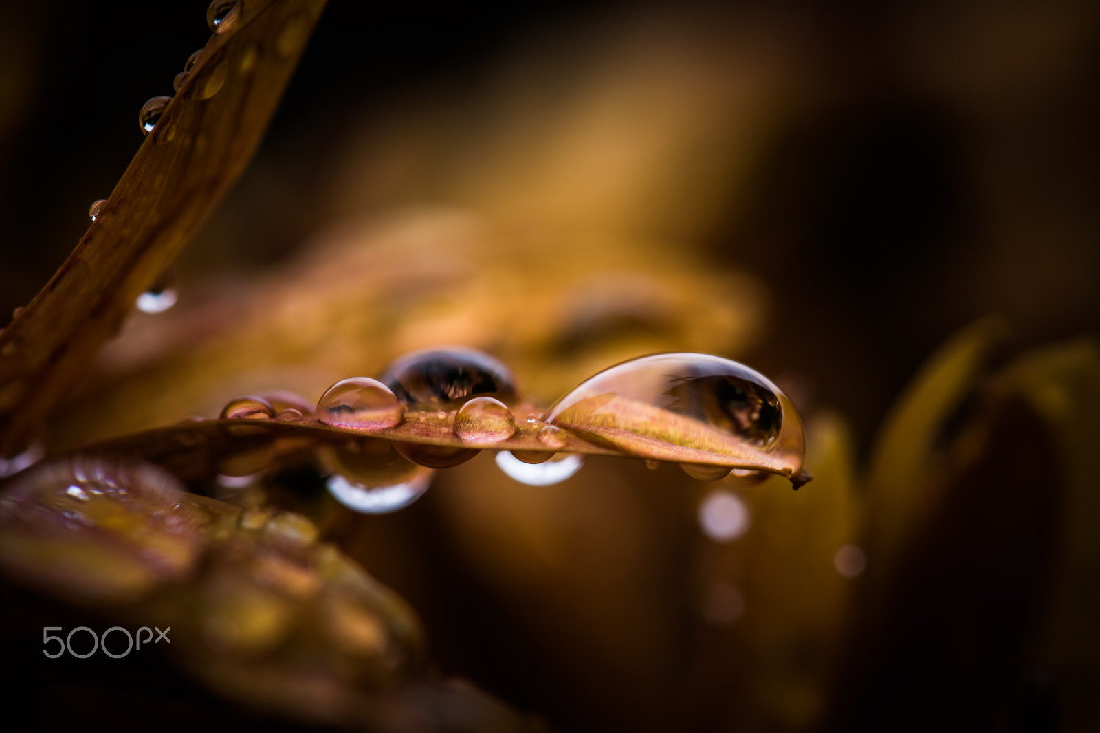 Nikon AF-S Micro-Nikkor 105mm F2.8G IF-ED VR sample photo. After the rain photography