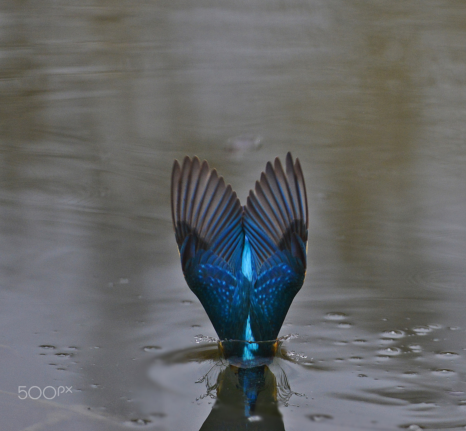 Nikon D610 + Nikon AF-S Nikkor 300mm F4D ED-IF sample photo. Blue flower photography
