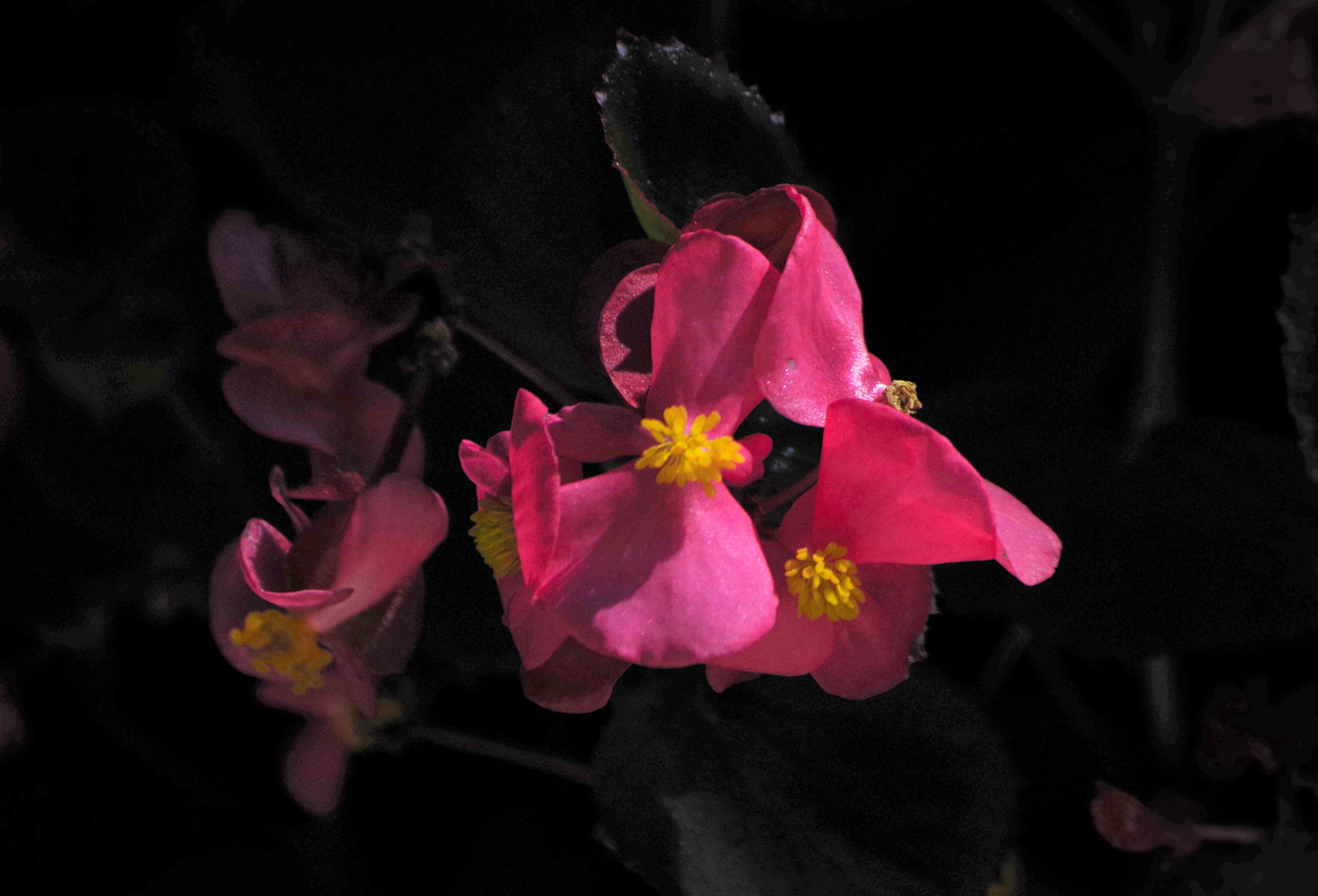 Pentax smc DA 50-200mm F4-5.6 ED sample photo. Caught in the sun photography