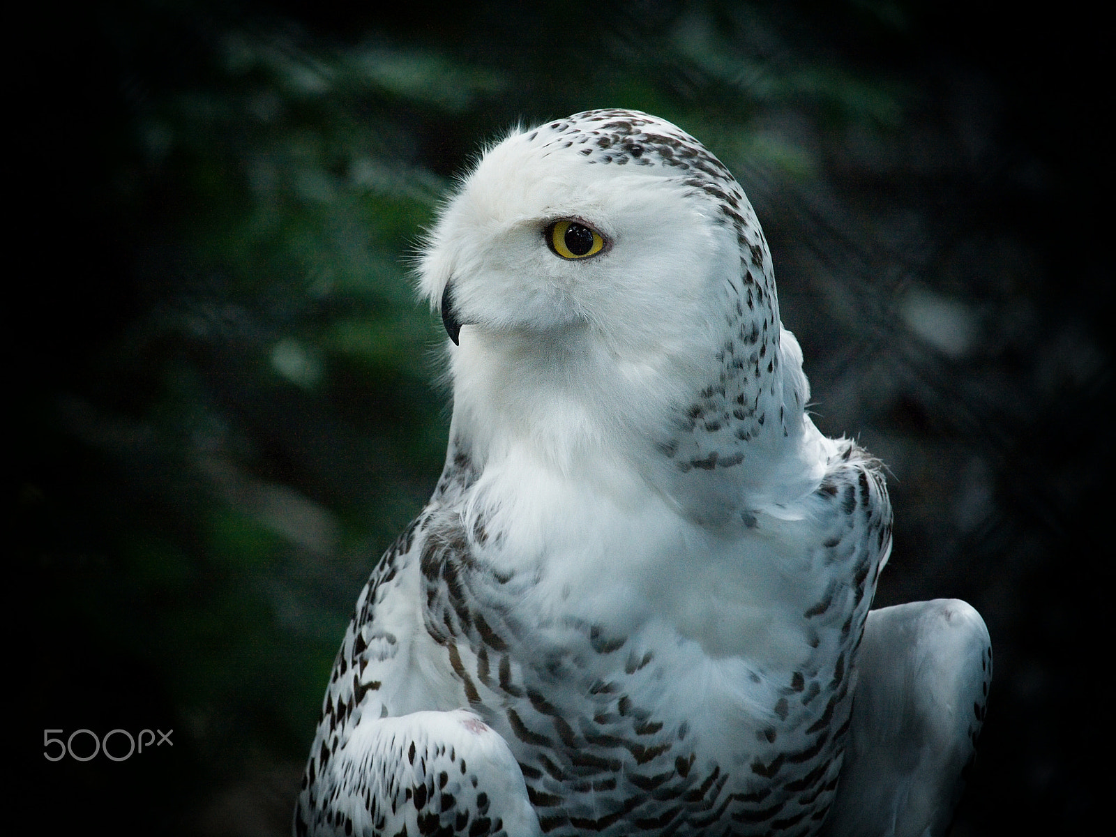 Canon EOS 400D (EOS Digital Rebel XTi / EOS Kiss Digital X) sample photo. Snowy owl photography