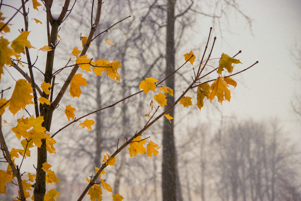 Pentax K-70 sample photo. Young maple photography