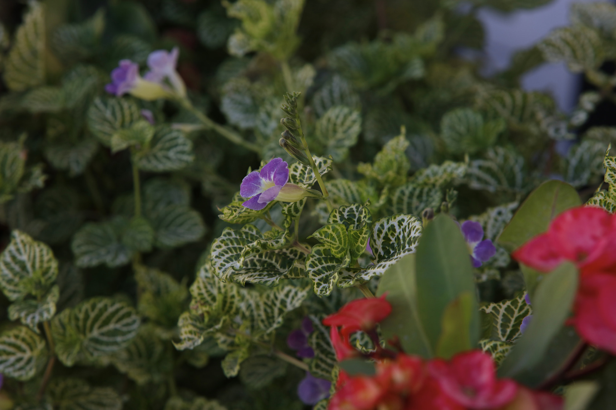Canon EF 70-200mm F2.8L USM sample photo. Jardín photography