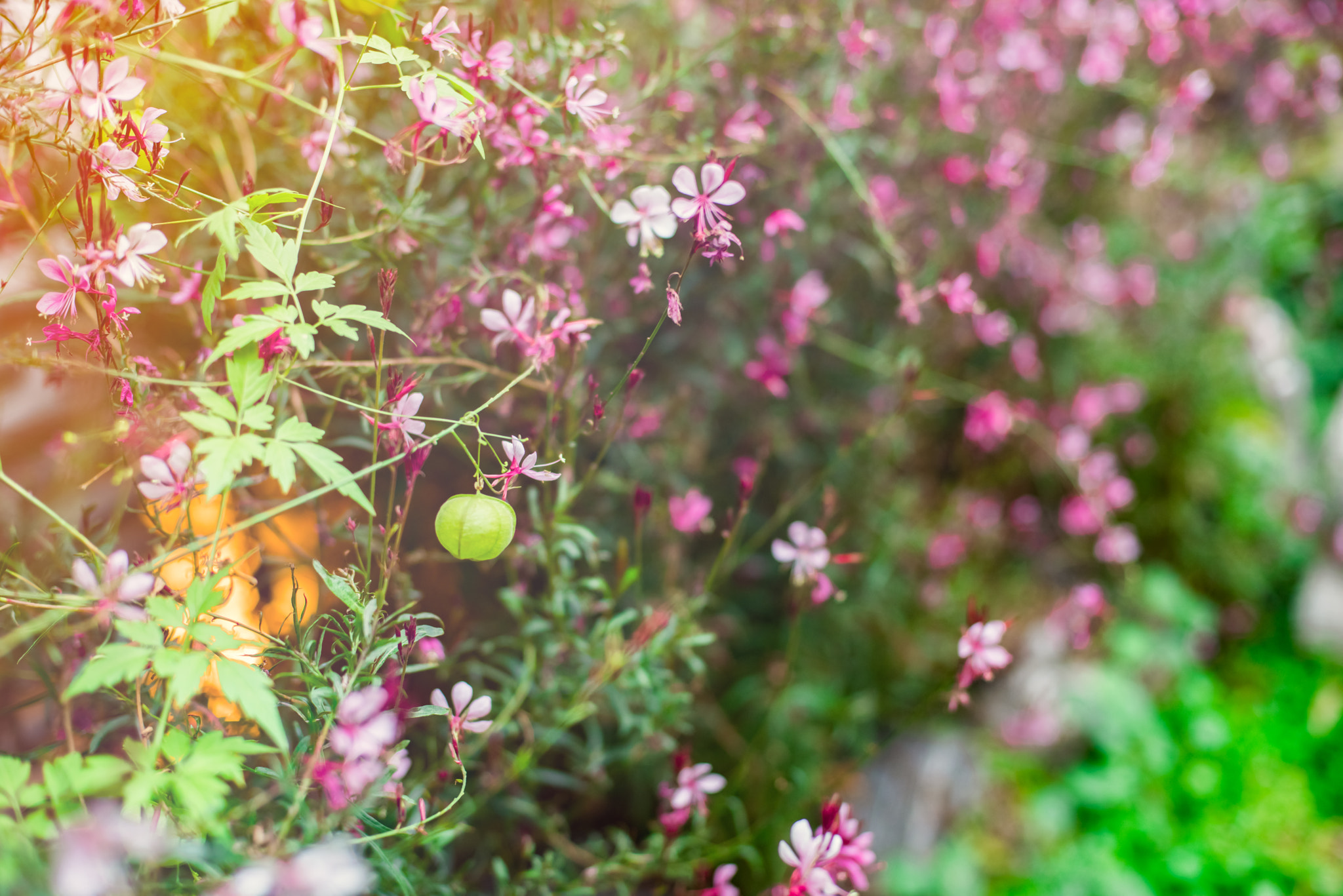 Nikon D810 sample photo. Autumn flower photography