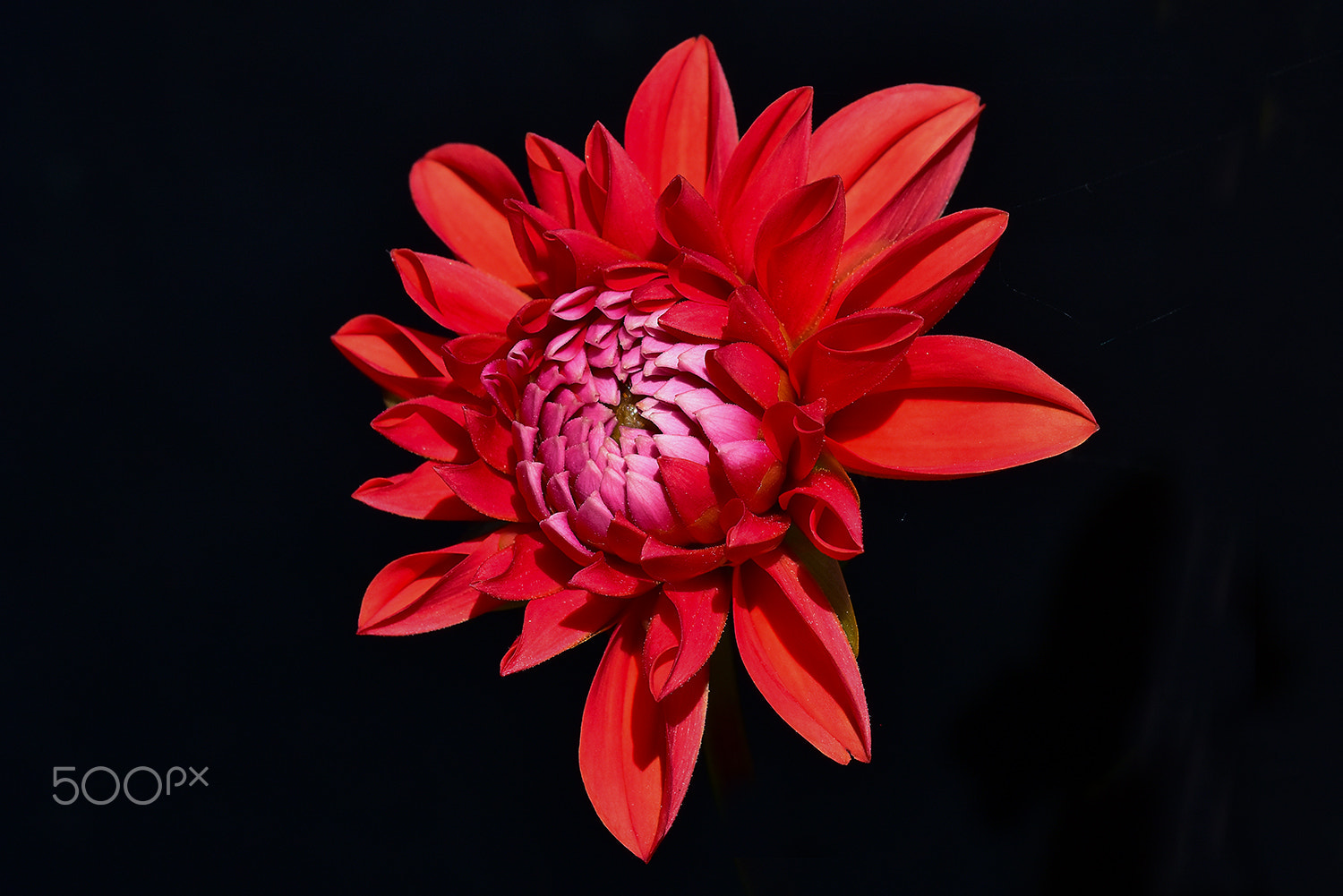 Sigma 150mm F2.8 EX DG Macro HSM sample photo. Red photography