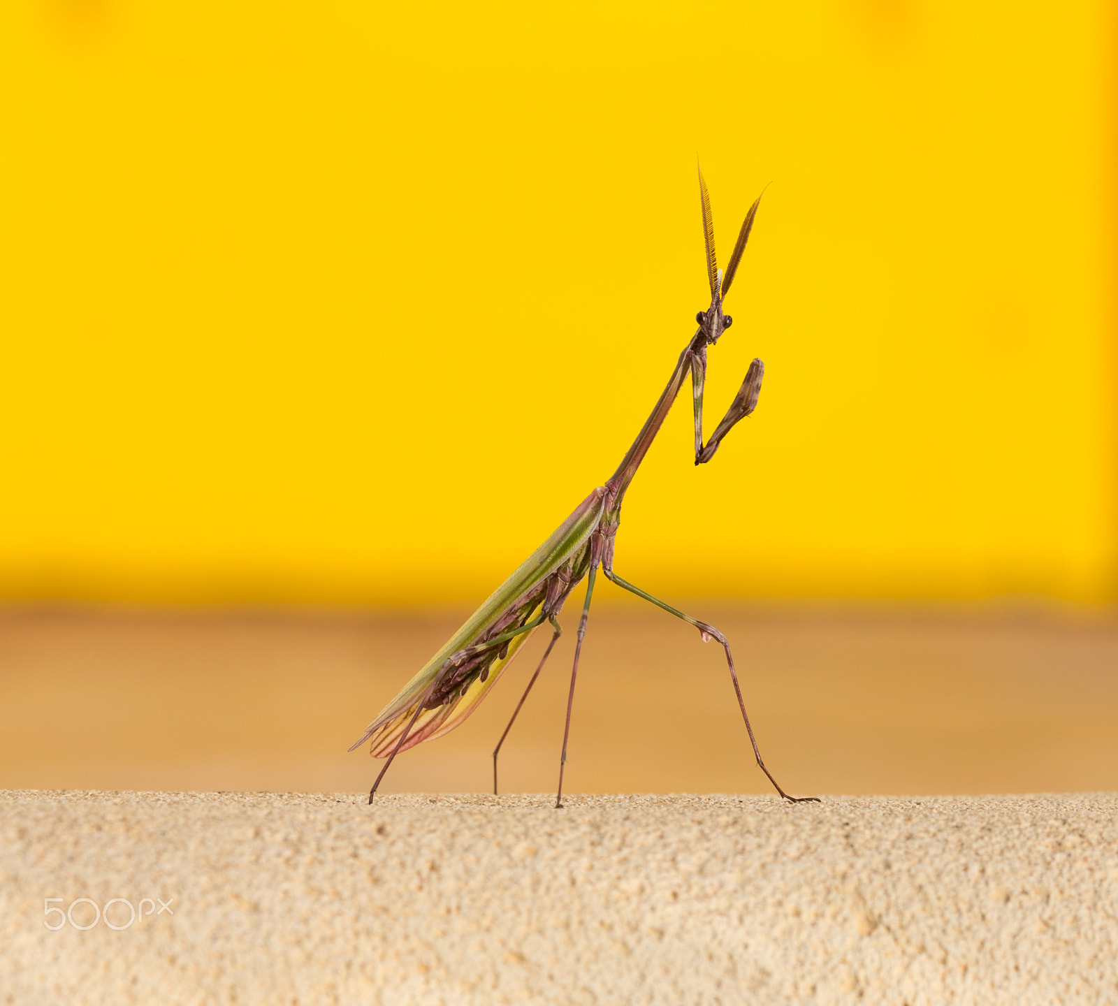 Canon EF 70-300mm F4-5.6L IS USM sample photo. Geko empusa pennata bidsprinkhaan photography