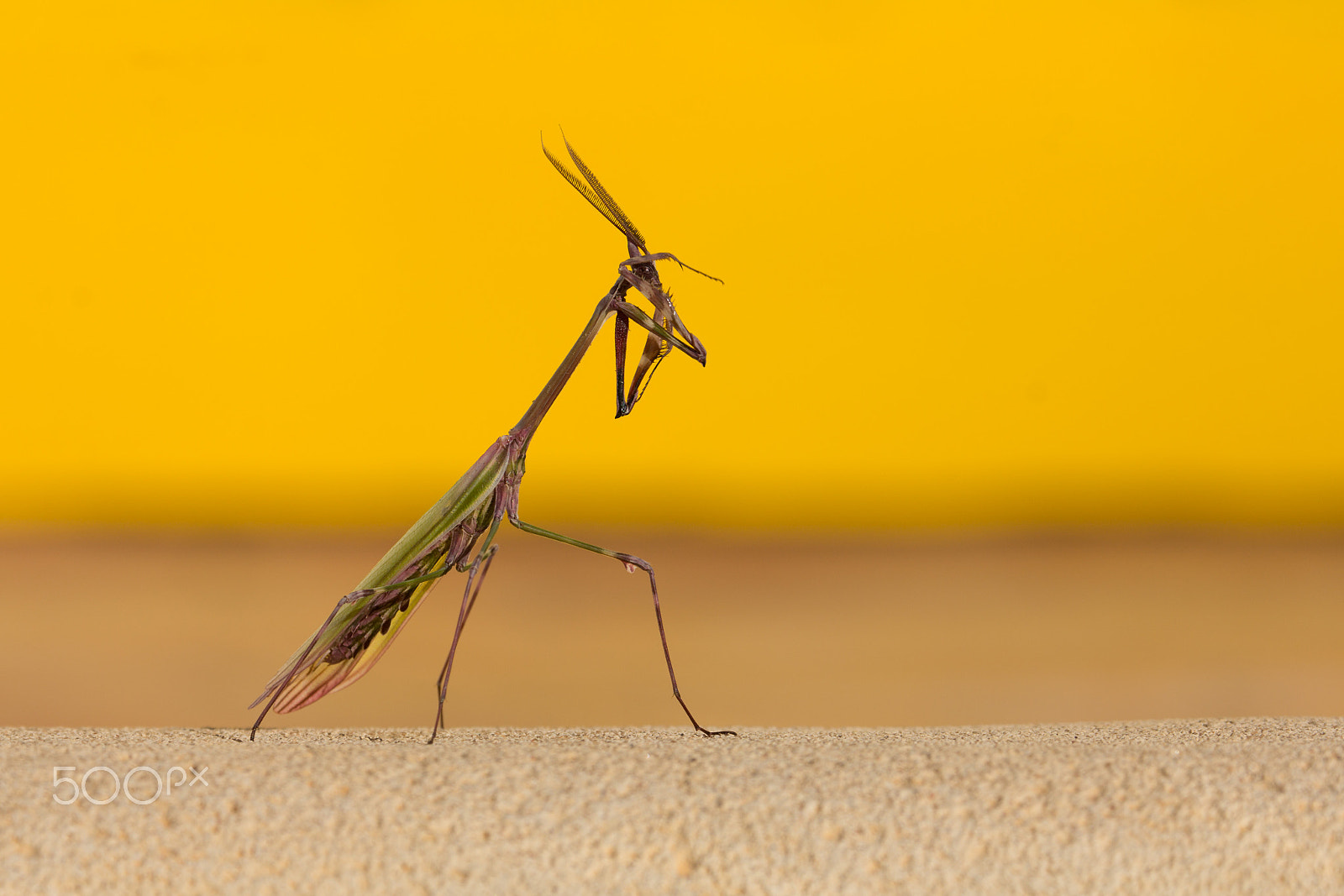 Canon EF 70-300mm F4-5.6L IS USM sample photo. Geko empusa pennata bidsprinkhaan photography