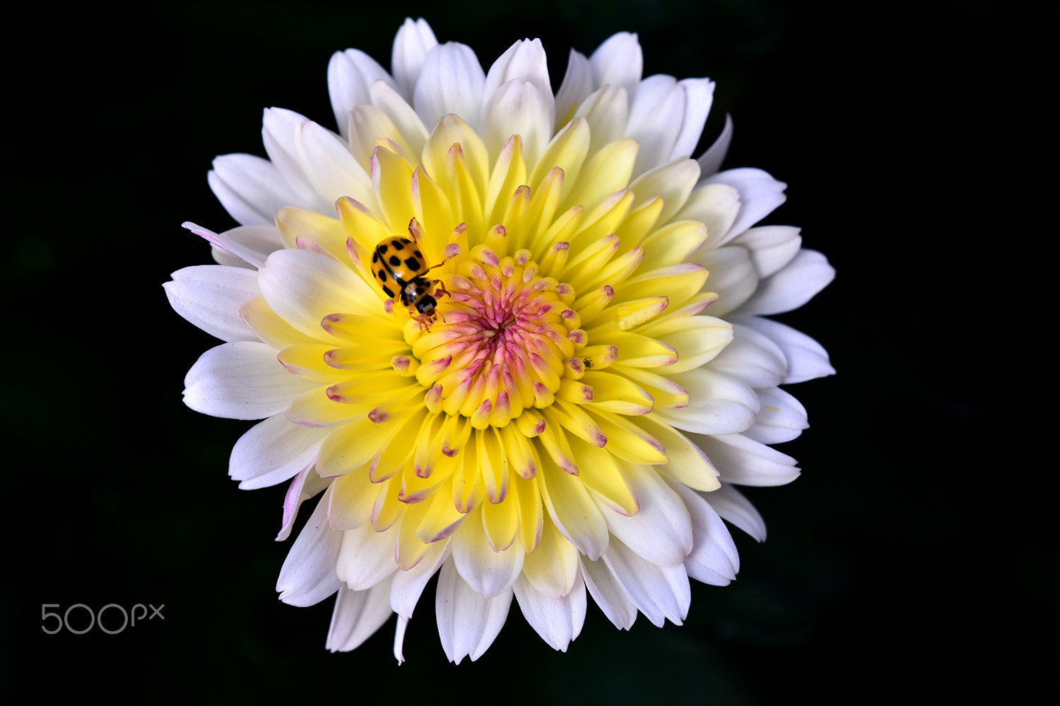 Sigma 150mm F2.8 EX DG Macro HSM sample photo. Flower photography