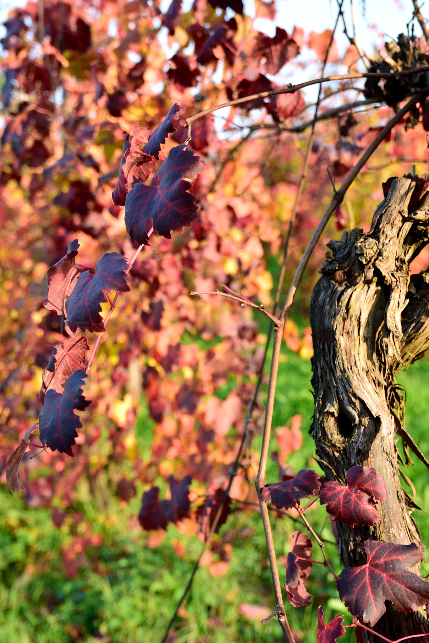 Nikon D3300 + Sigma 18-50mm F2.8 EX DC Macro sample photo. Dsc photography