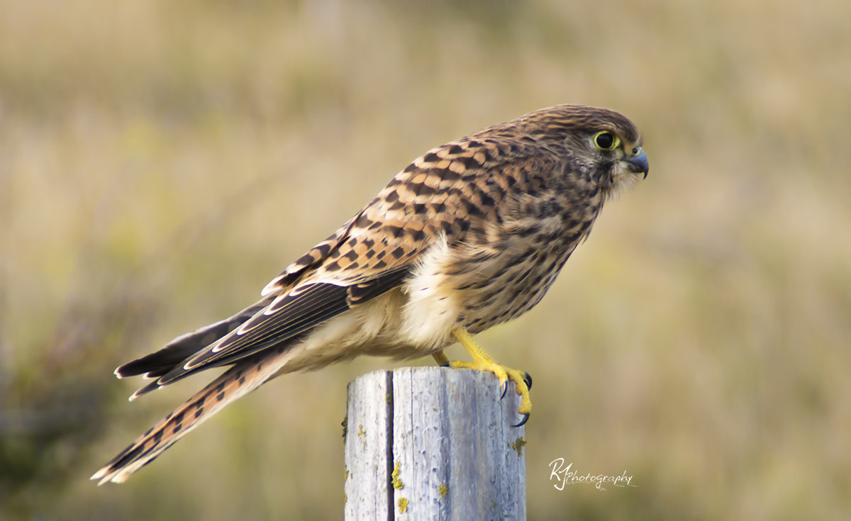 Sony SLT-A77 + Tamron SP 24-70mm F2.8 Di VC USD sample photo. Kestrel at durdle door photography