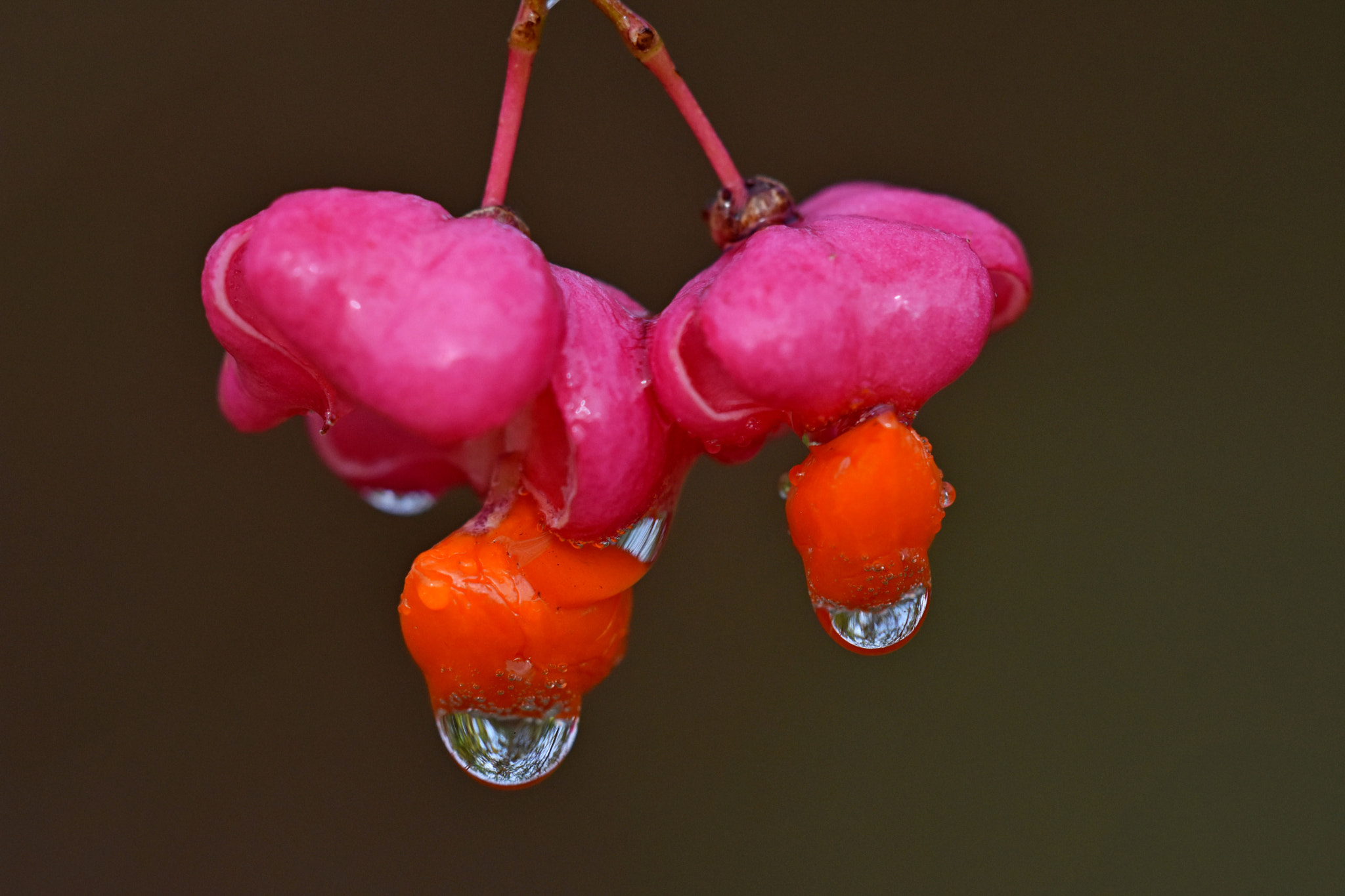 Sigma APO Macro 180mm F3.5 EX DG HSM sample photo. The european spindle photography