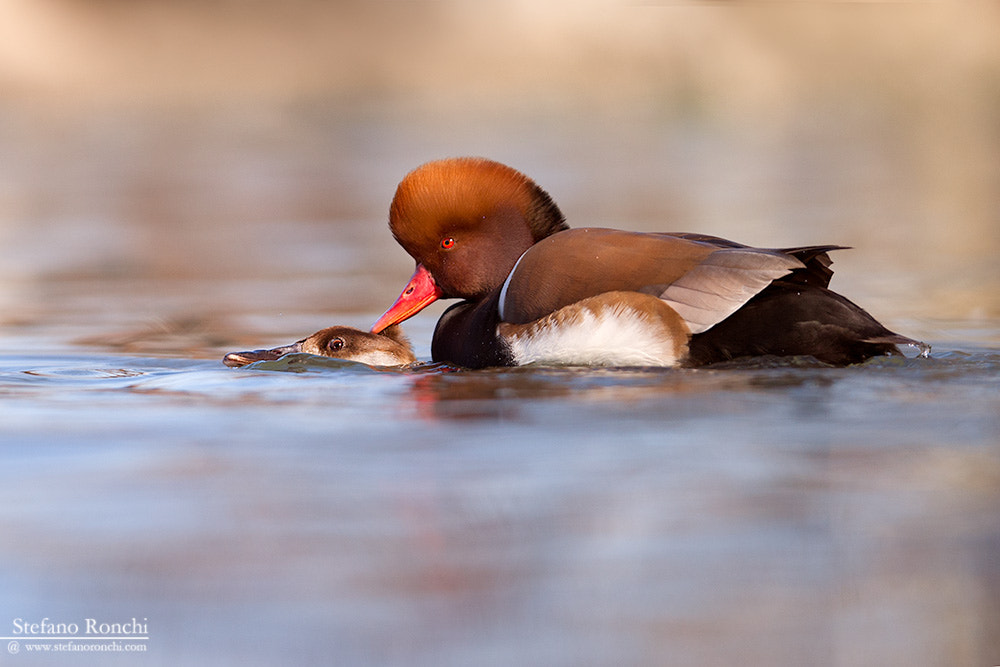 Canon EF 300mm F2.8L IS USM sample photo. Intimity photography