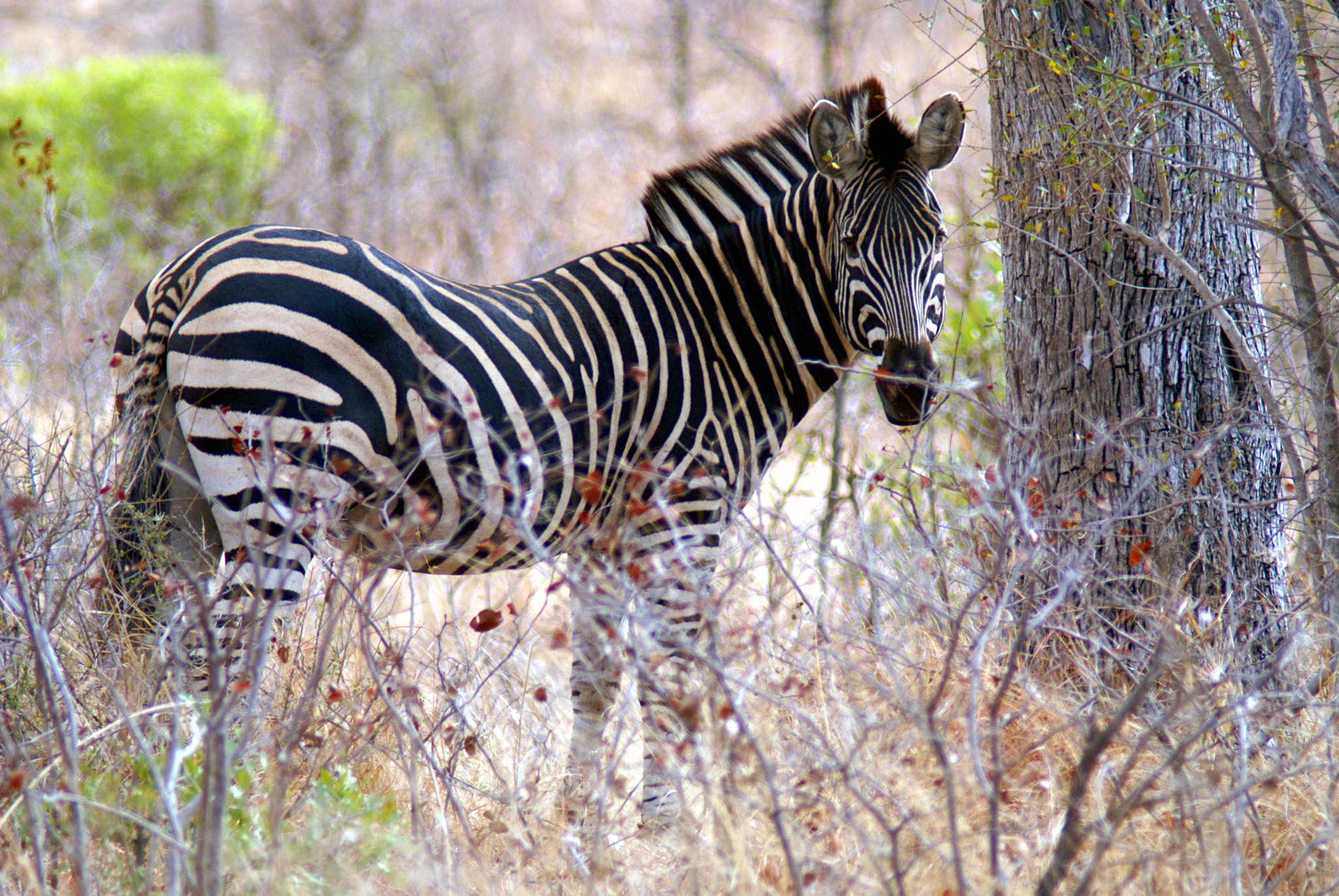 Tamron 200-400mm F5.6 LD sample photo. Zebra photography