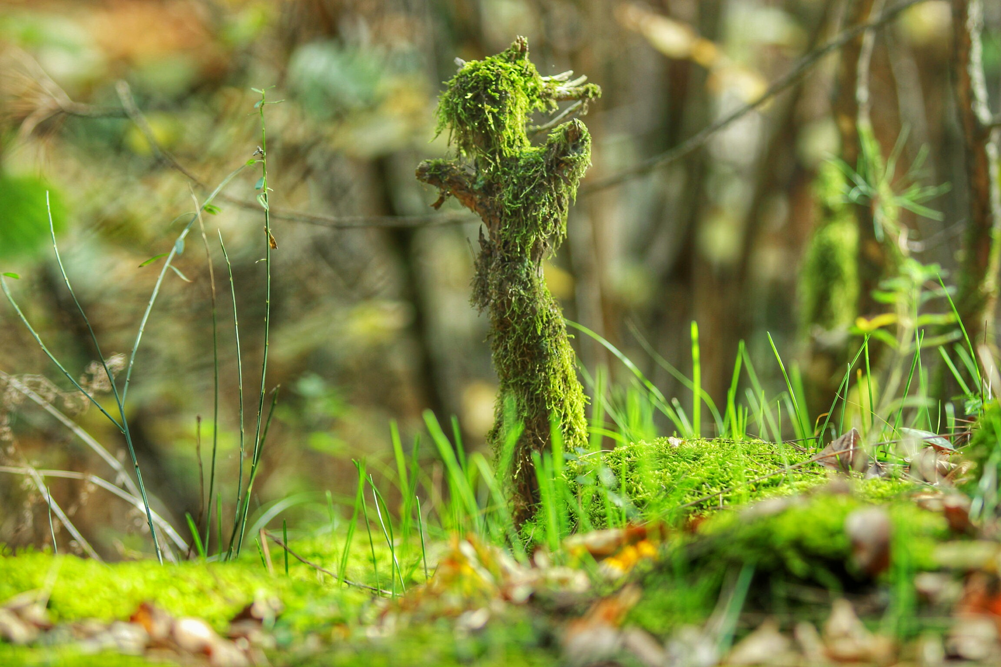 Canon EF 70-200mm F2.8L IS II USM sample photo
