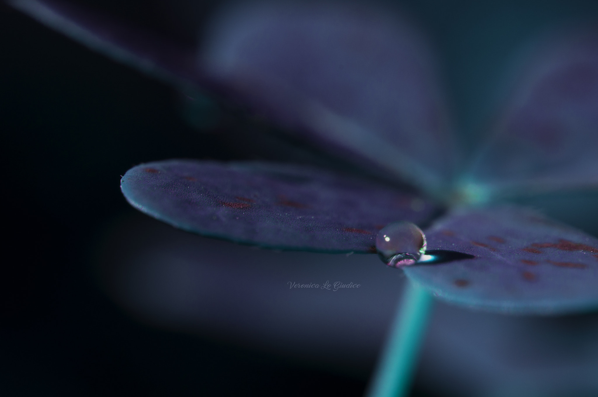 Nikon AF-S DX Micro-Nikkor 85mm F3.5G ED VR sample photo. Dewdrop photography