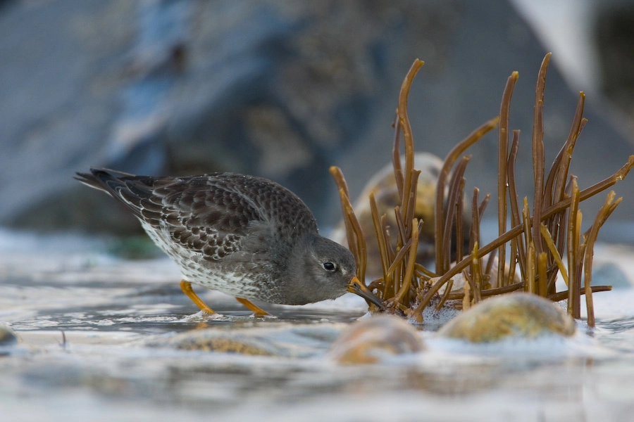 Canon EF 500mm F4L IS USM sample photo. Shore photography